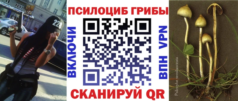 Купить закладки  Фрязино  Псилоцибиновые грибы Psilocybe 
